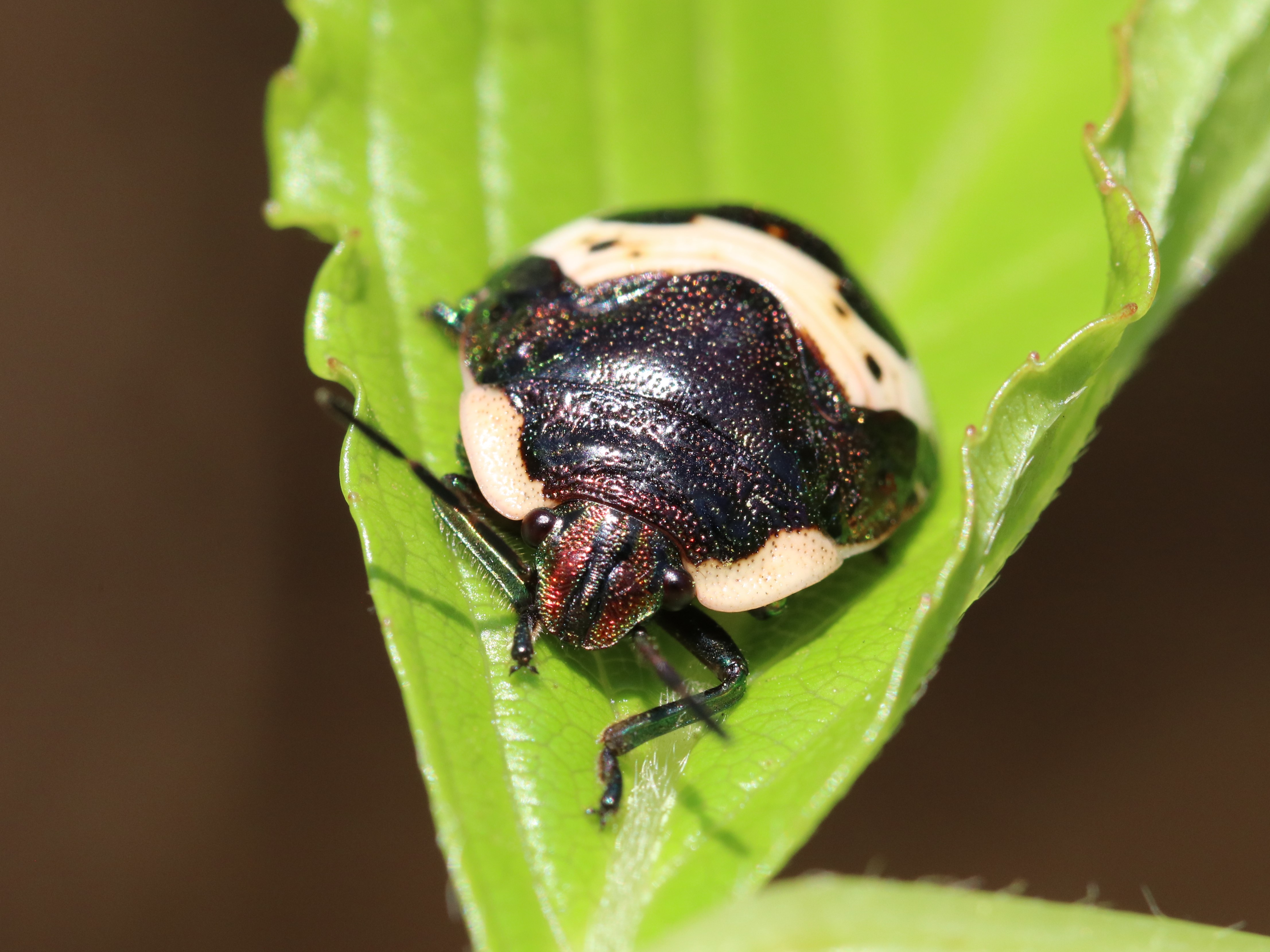 アカスジキンカメムシ